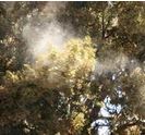 Meniere's Disease and Allergies - image of pollen blowing from trees in the spring