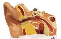 sinus and ear - this image shows the connecting tubes from sinus to ear