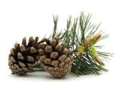 PYCNOGENOL for Meniere's Disease - image of pine cones and needles. 