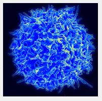 T Cells Relevance to Meniere's Disease - image of a T-Cell