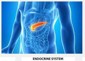 Endocrine Disorders and Meniere's Disease