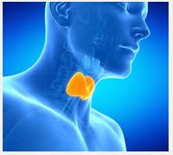 Meniere's - Thyroid and Endocrine System - Image of thyroid in the base of the neck
